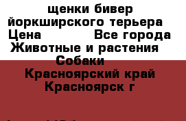 щенки бивер йоркширского терьера › Цена ­ 8 000 - Все города Животные и растения » Собаки   . Красноярский край,Красноярск г.